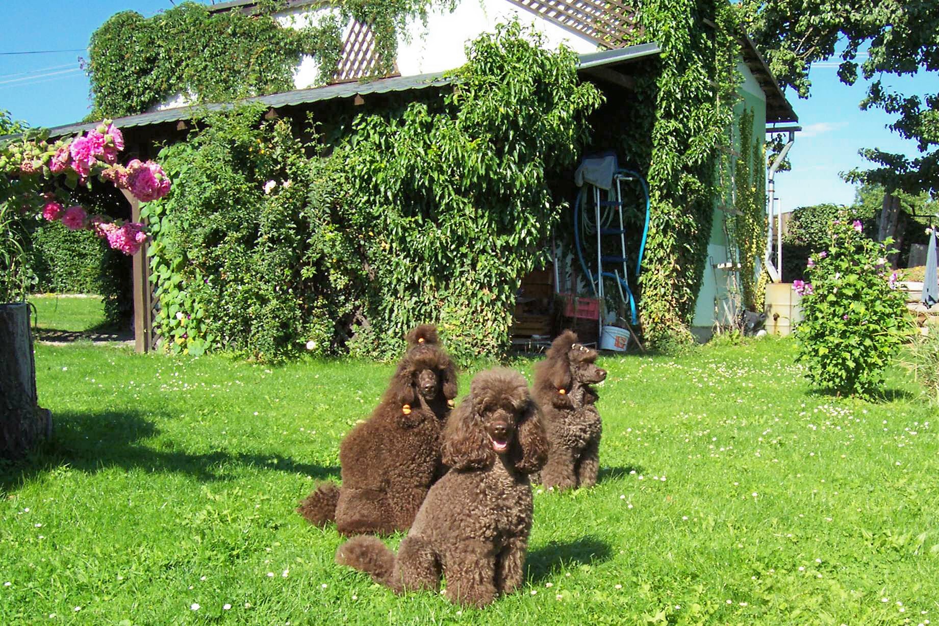 Kujásek, Lerinka a Lexík na zahradě.jpg