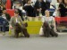 Vendy Bratislava World dog show -V1, Res. CAC
